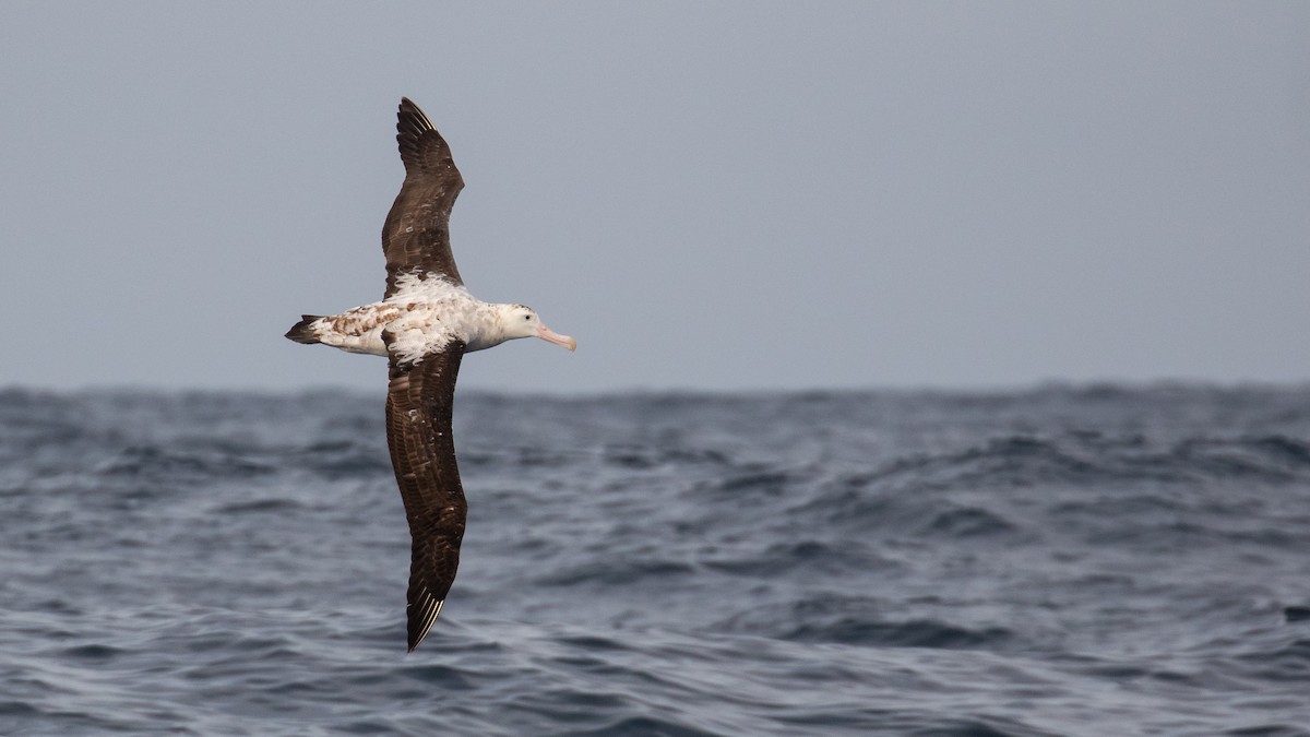 Antipodean Albatross (Gibson's) - ML634764249