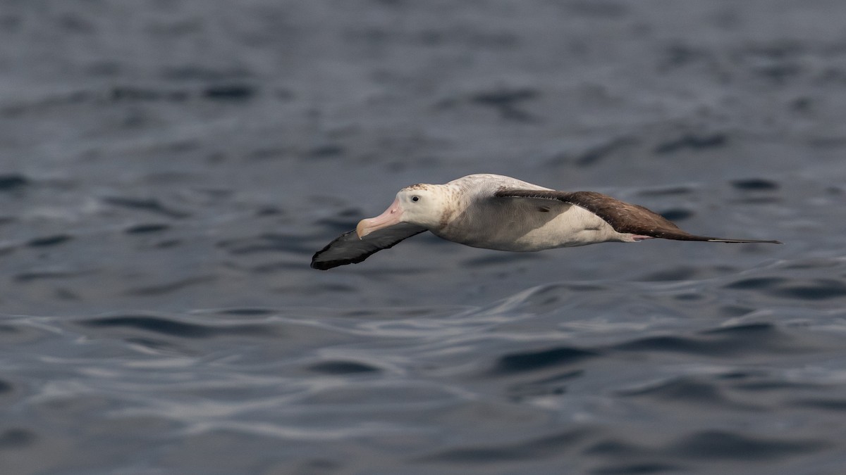 Antipodean Albatross (Gibson's) - ML634764250