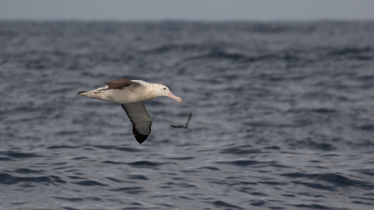 Antipodean Albatross (Gibson's) - ML634764251