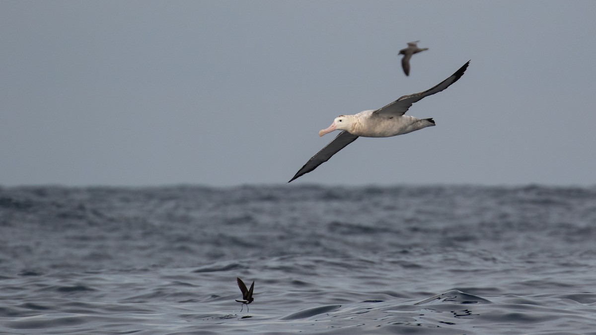 Antipodean Albatross (Gibson's) - ML634764252