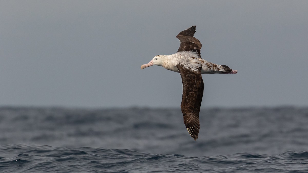 Antipodean Albatross (Gibson's) - ML634764253