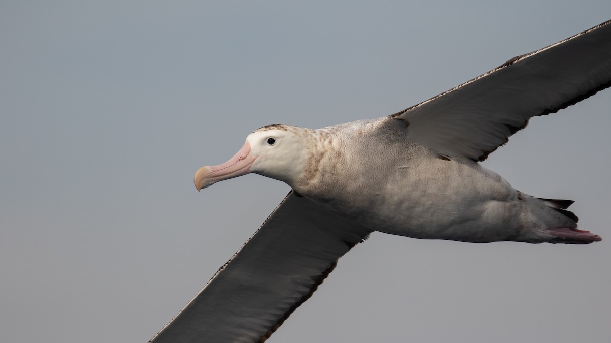Antipodean Albatross (Gibson's) - ML634764254