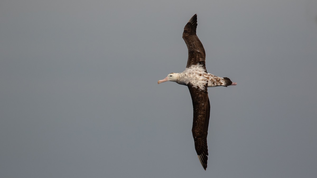 Antipodean Albatross (Gibson's) - ML634764255