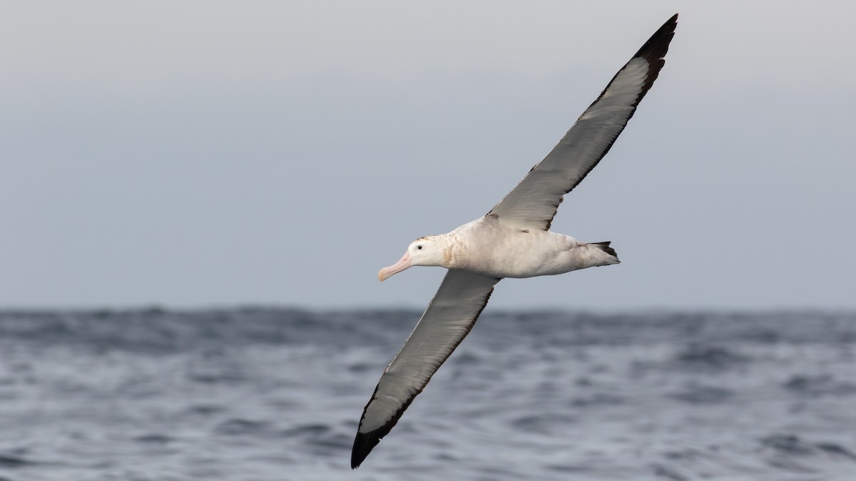 Antipodean Albatross (Gibson's) - ML634764256