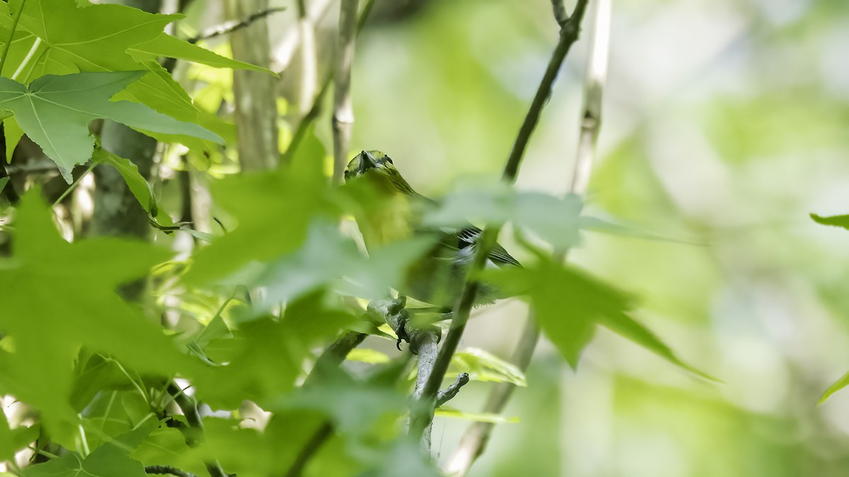 Yellow-throated Vireo - ML634764274