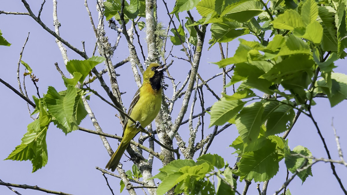 Orchard Oriole - ML634764306
