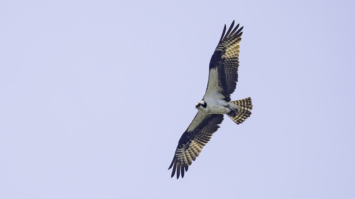 Osprey - ML634764331