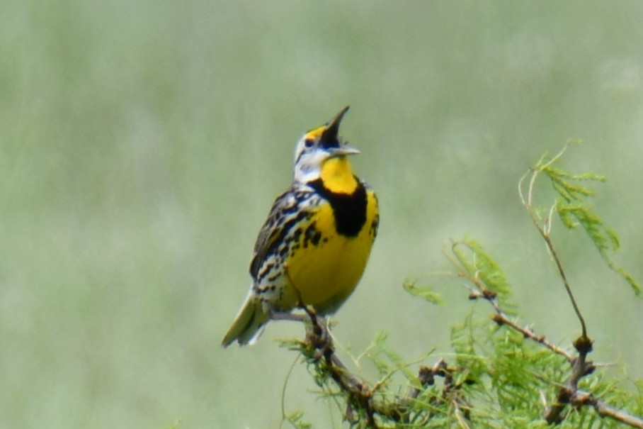 Eastern Meadowlark - ML634764380