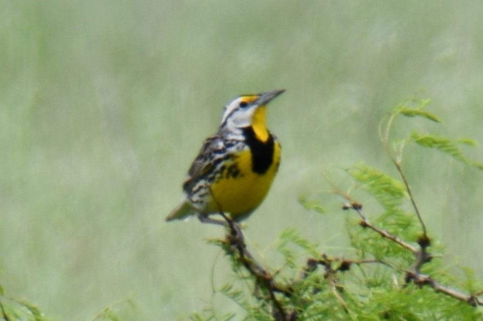 Eastern Meadowlark - ML634764381