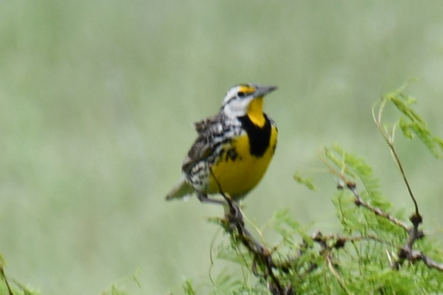 Eastern Meadowlark - ML634764382