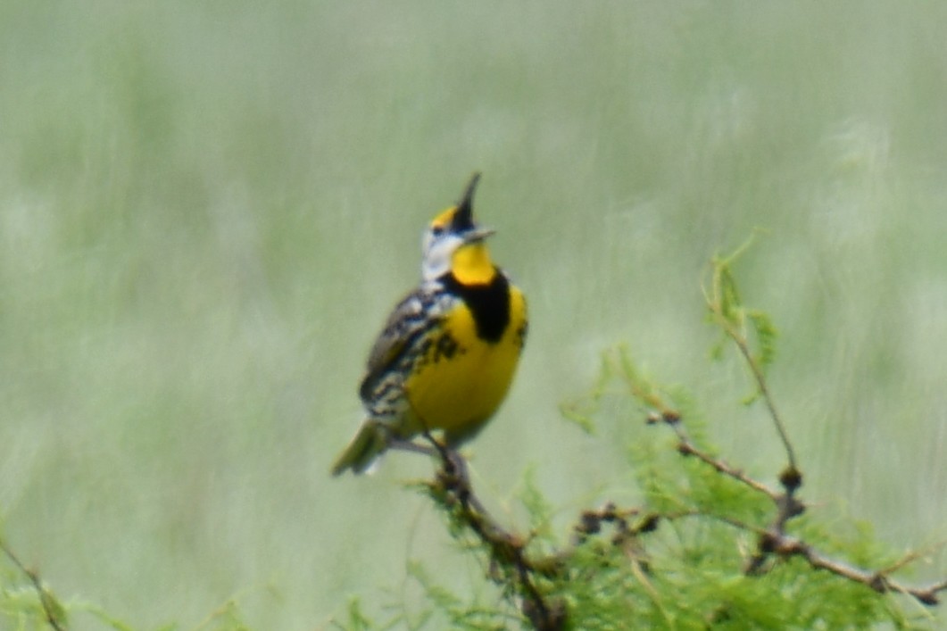Eastern Meadowlark - ML634764383