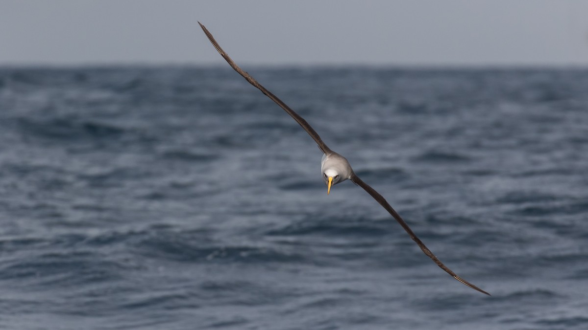 Buller's Albatross - ML634764439