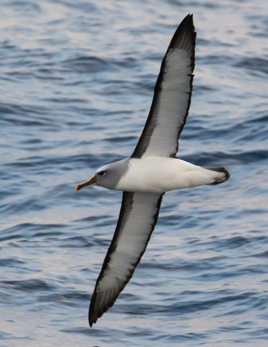 Buller's Albatross - ML634764440