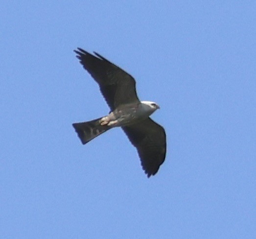 Mississippi Kite - ML634764471