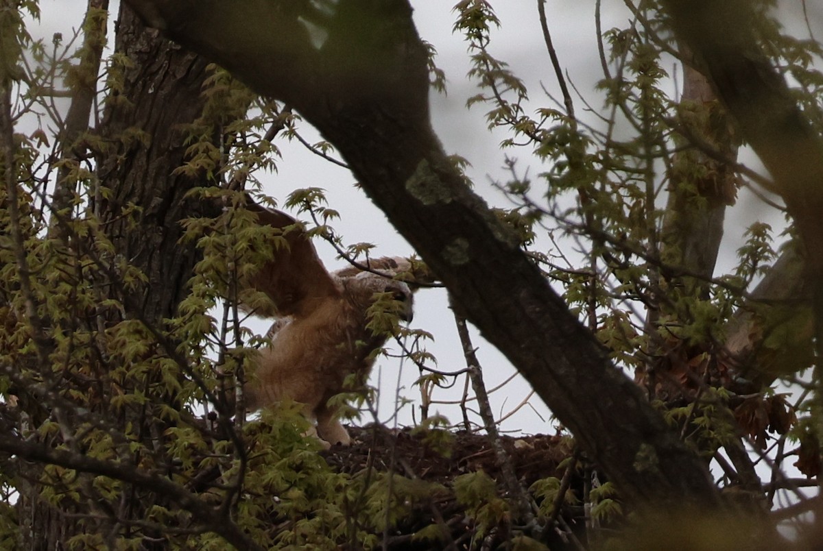 Great Horned Owl - ML634764516