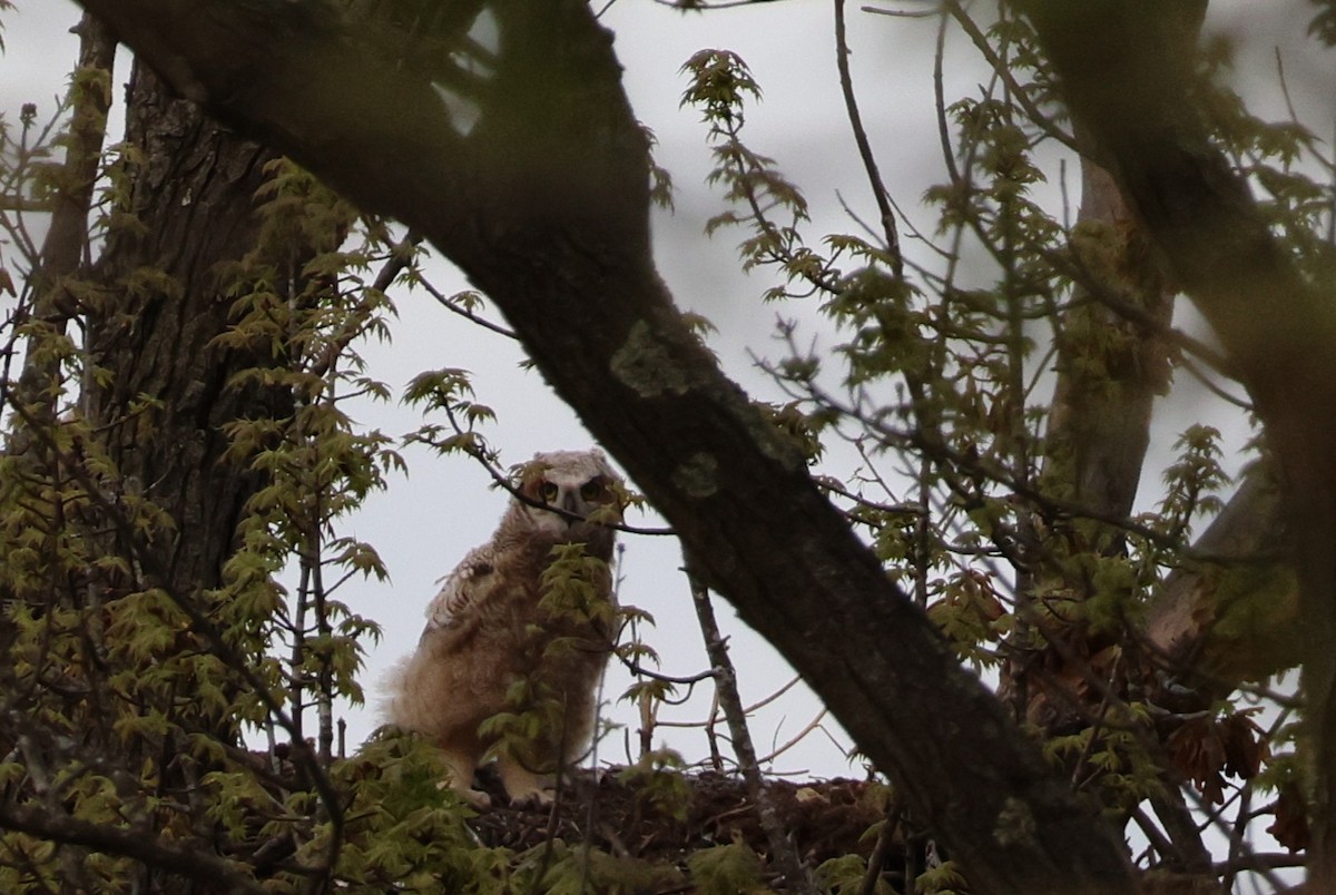 Great Horned Owl - ML634764517
