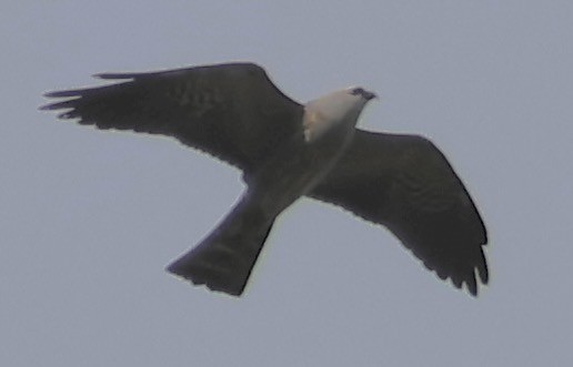 Mississippi Kite - ML634764706