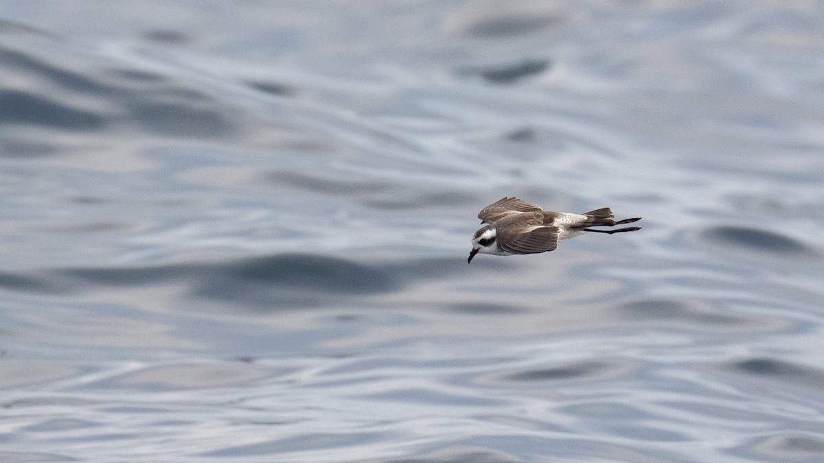 White-faced Storm-Petrel - ML634764754