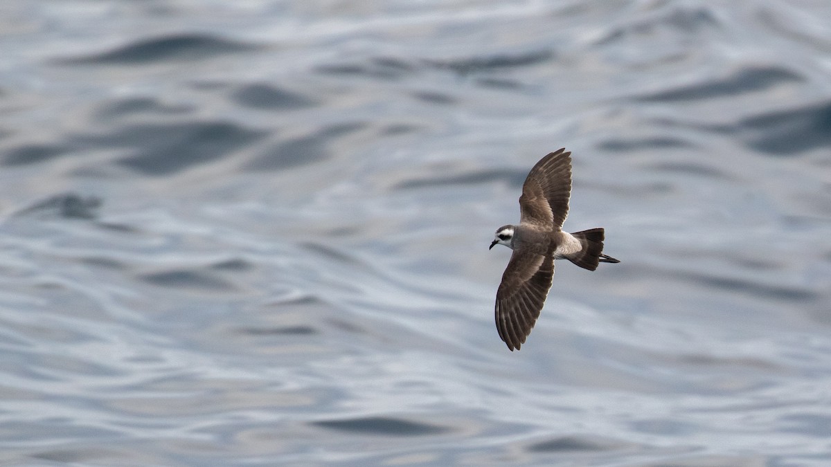 White-faced Storm-Petrel - ML634764755