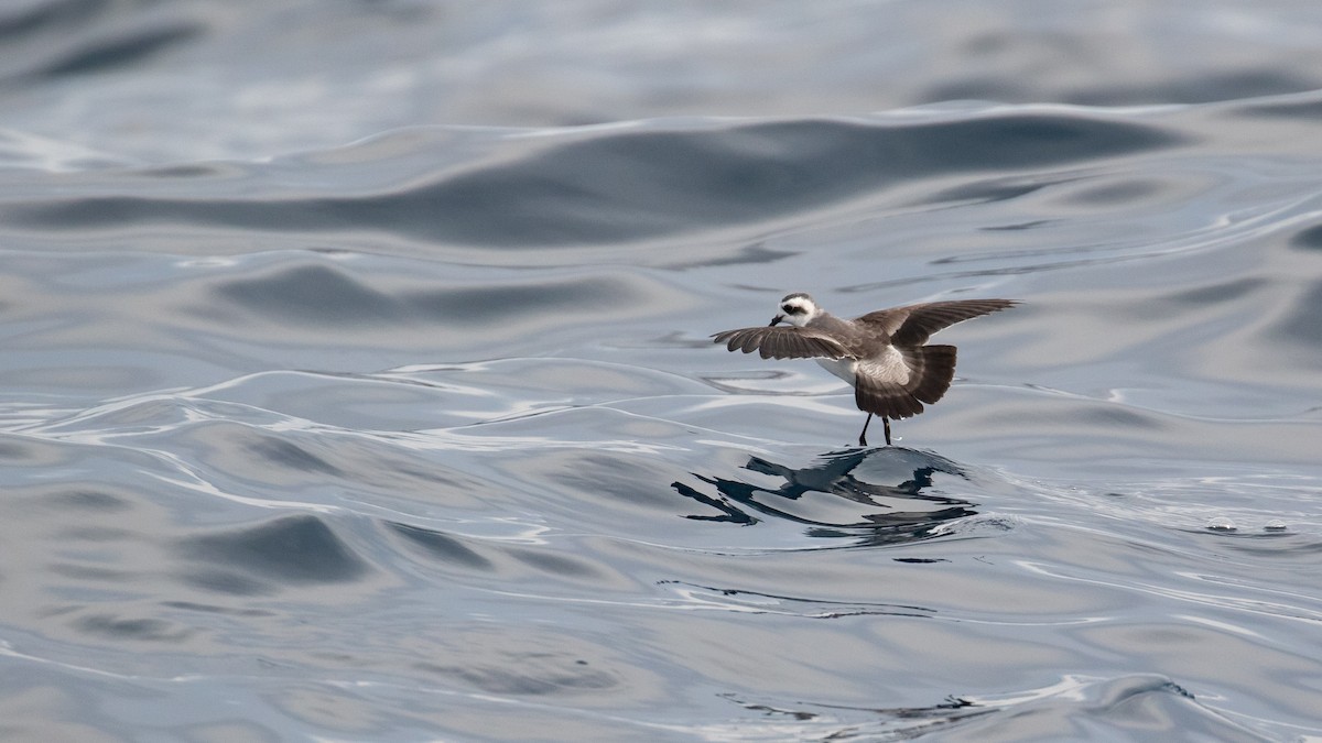 White-faced Storm-Petrel - ML634764758