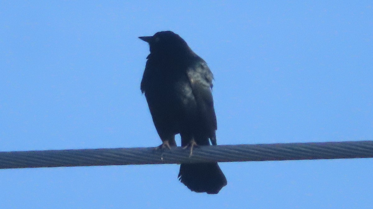 Brewer's Blackbird - ML634764765