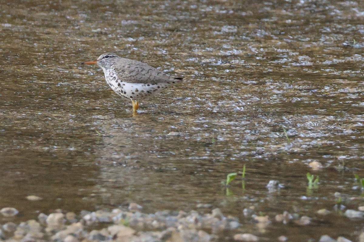 Spotted Sandpiper - ML634764862