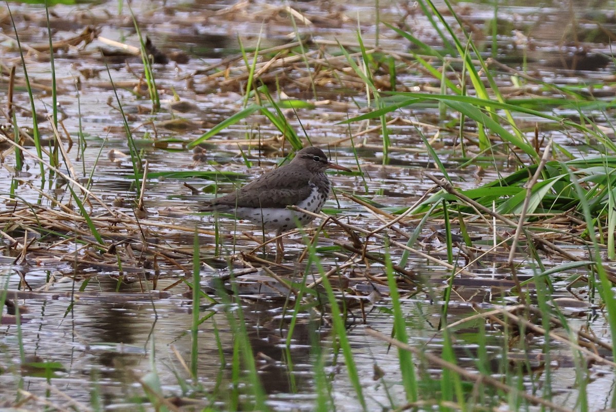 Spotted Sandpiper - ML634764863