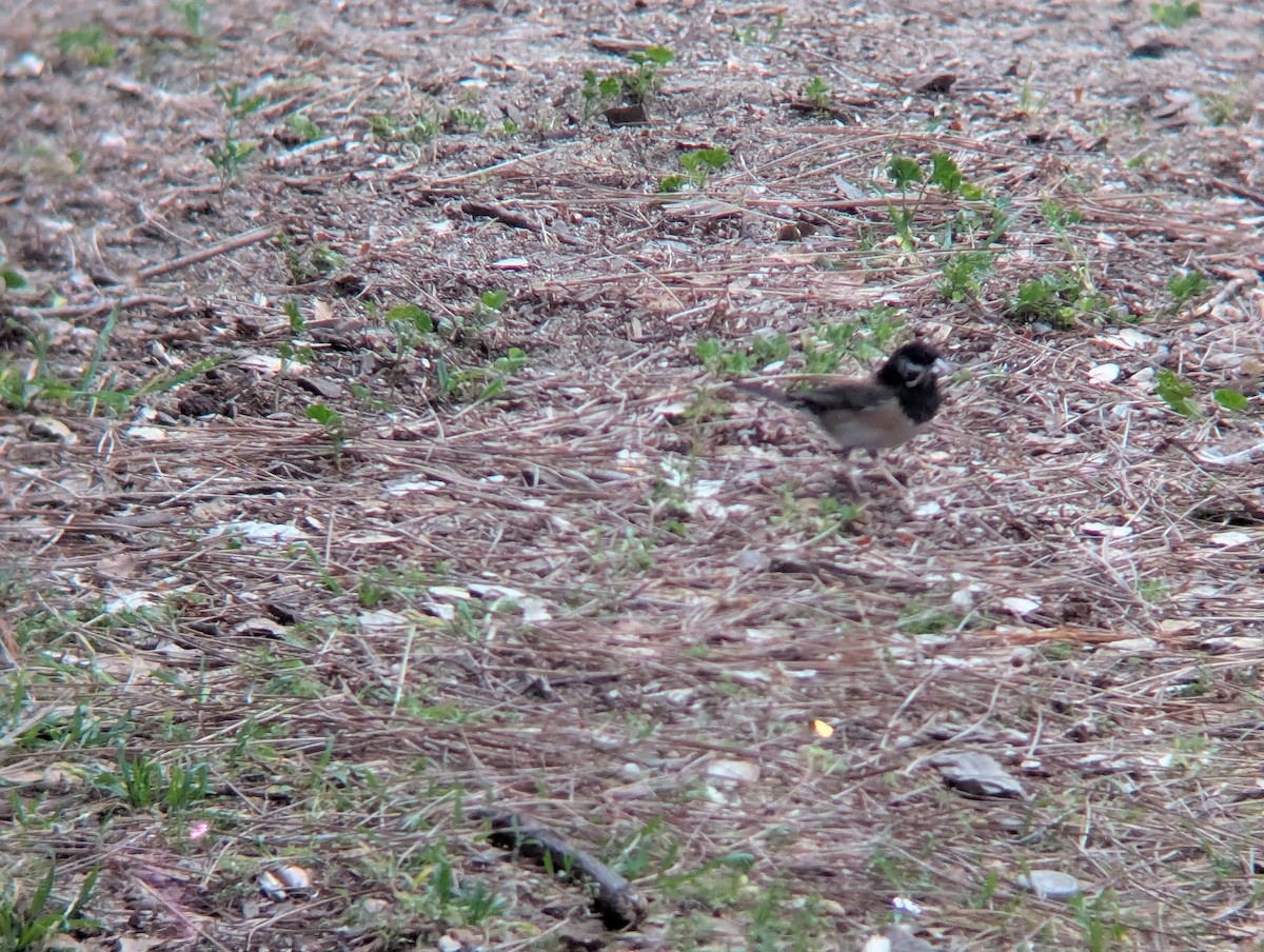 Dark-eyed Junco - ML634765013