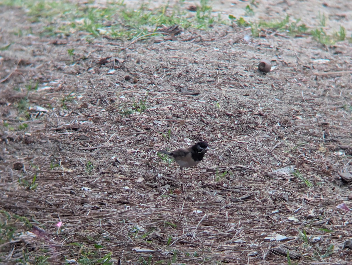 Dark-eyed Junco - ML634765014
