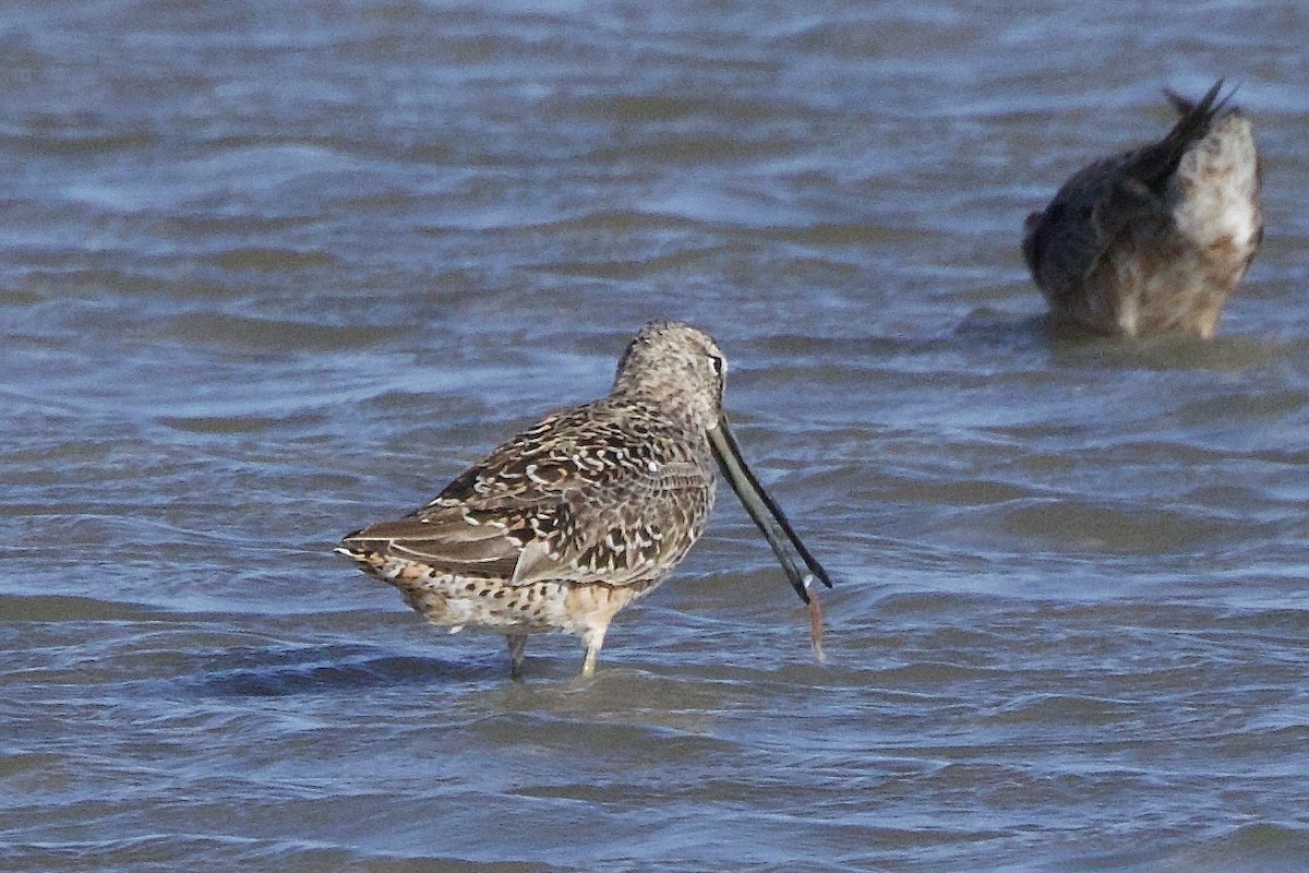 Short-billed Dowitcher - ML634765121