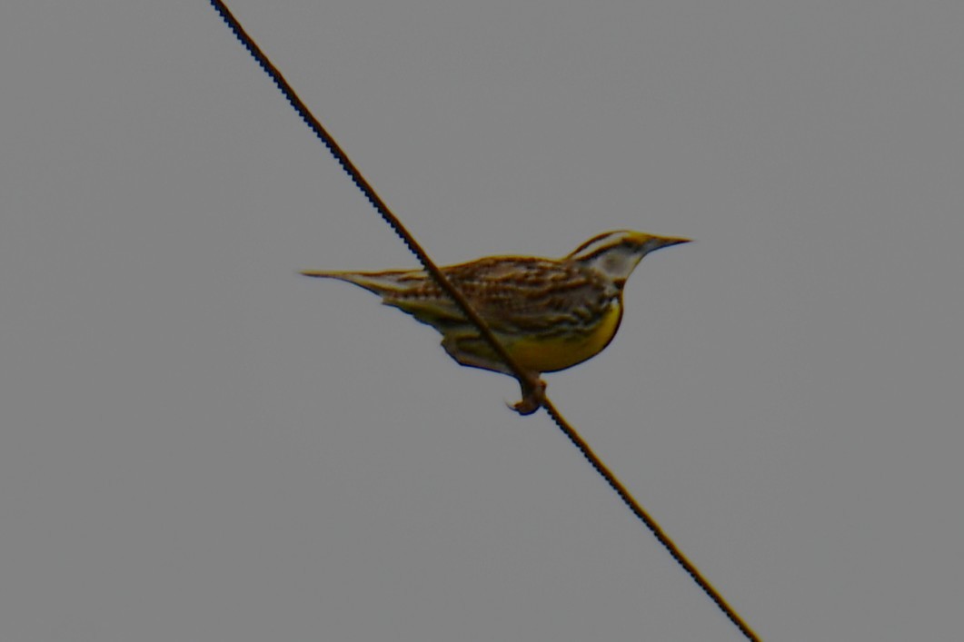 Eastern Meadowlark - ML634765375