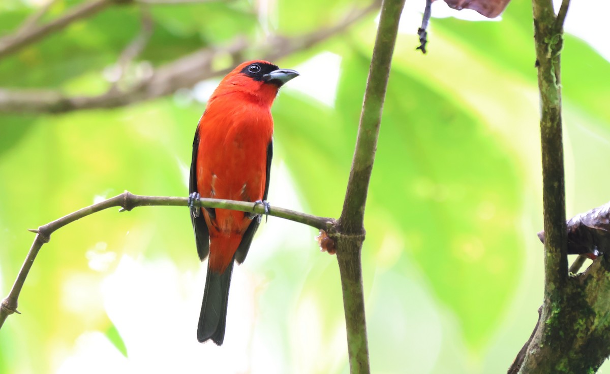 White-winged Tanager - ML634765479