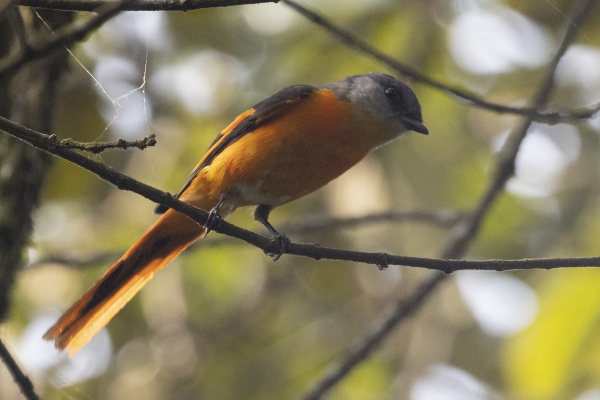 Gray-chinned Minivet - ML634765480