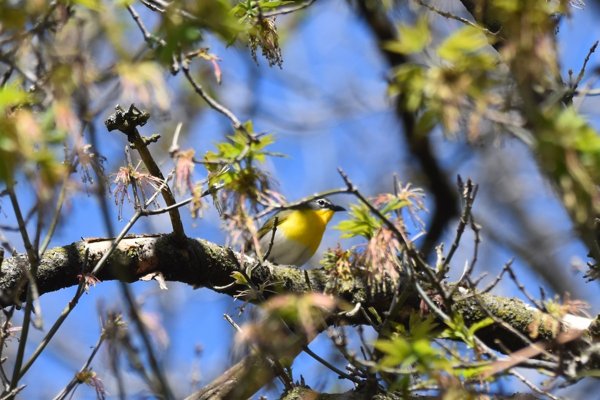 Yellow-breasted Chat - ML634765584
