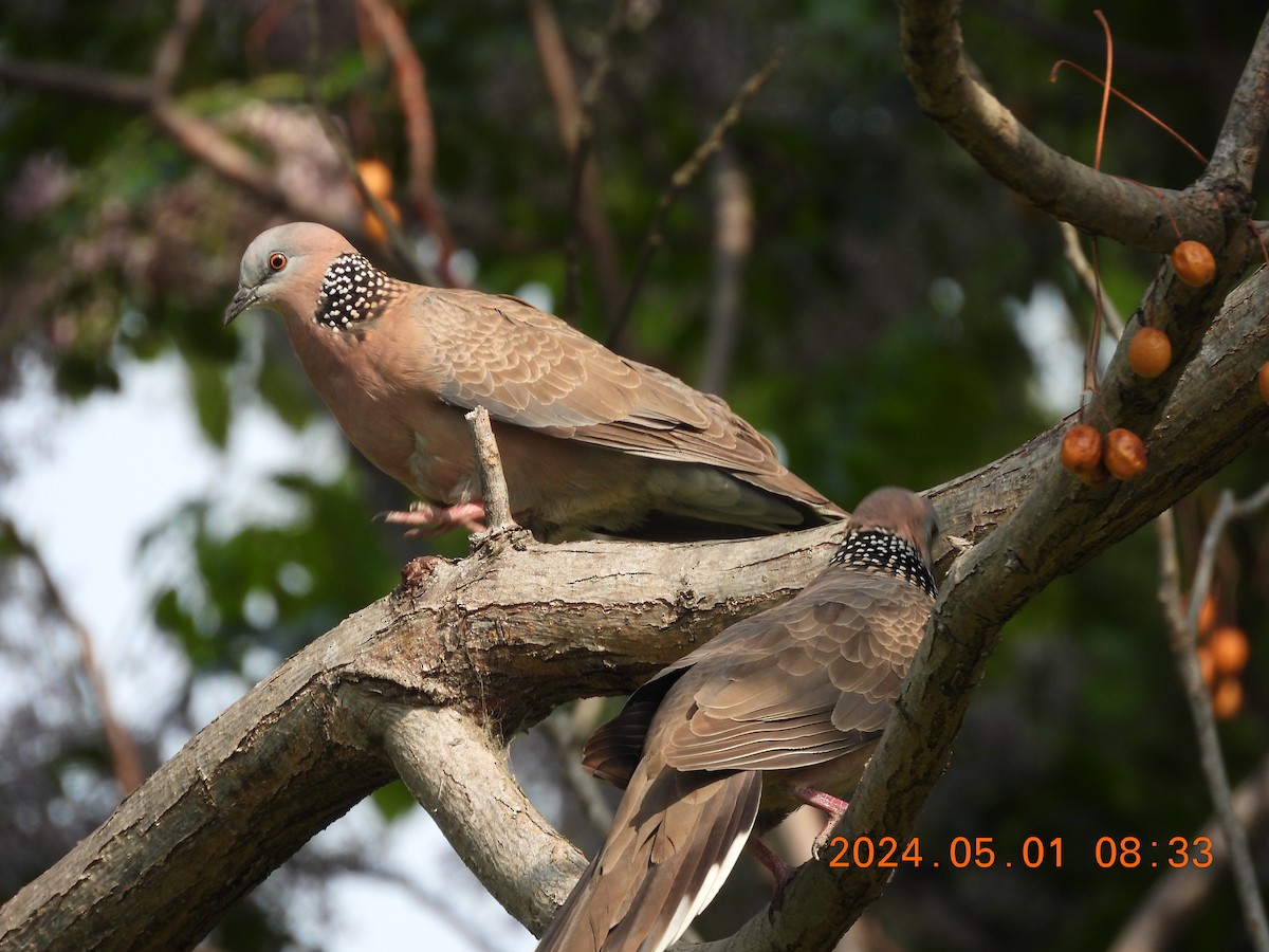 Spotted Dove - ML634765607