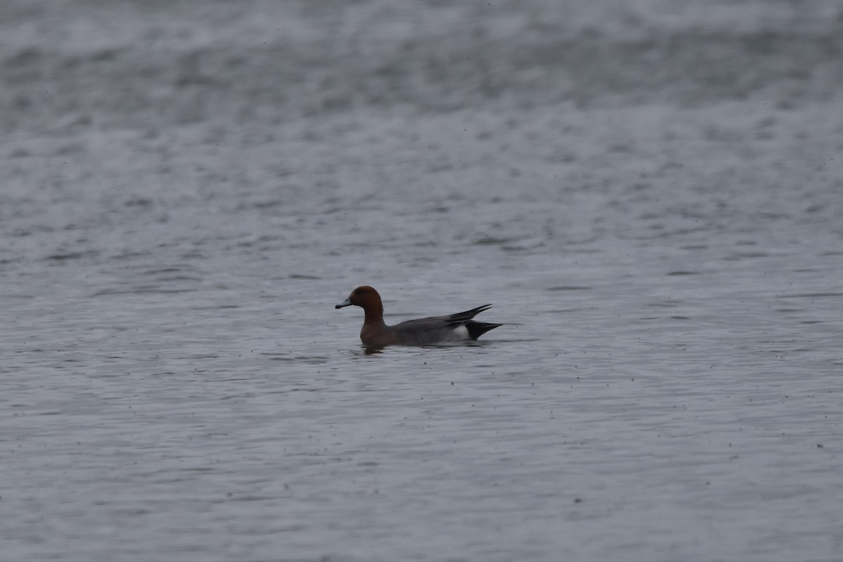 Fischione - ML634765640