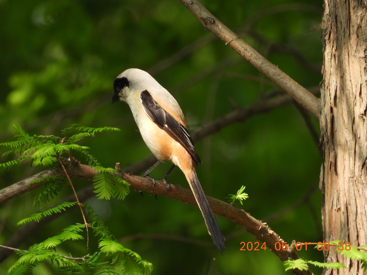 Long-tailed Shrike - ML634765674