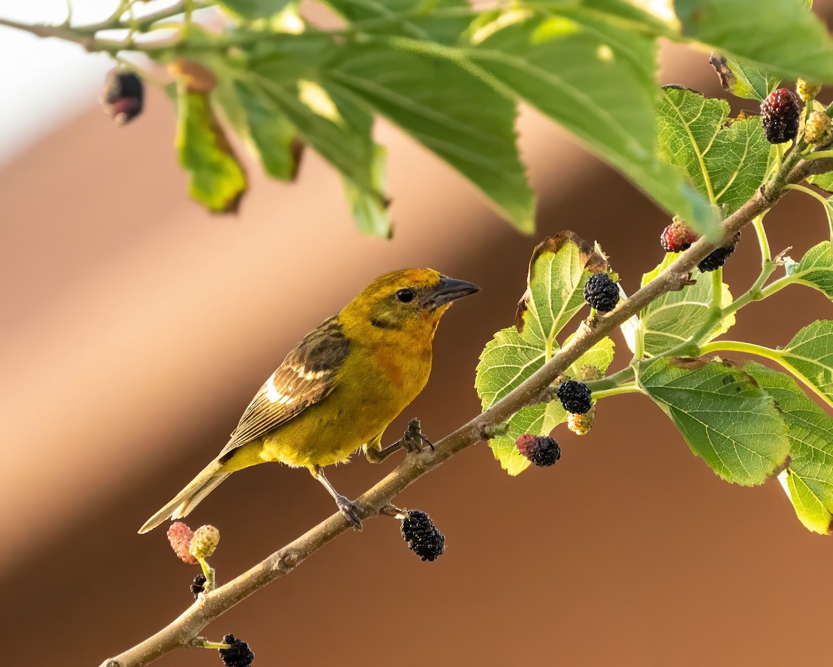 Flame-colored Tanager - ML634765703