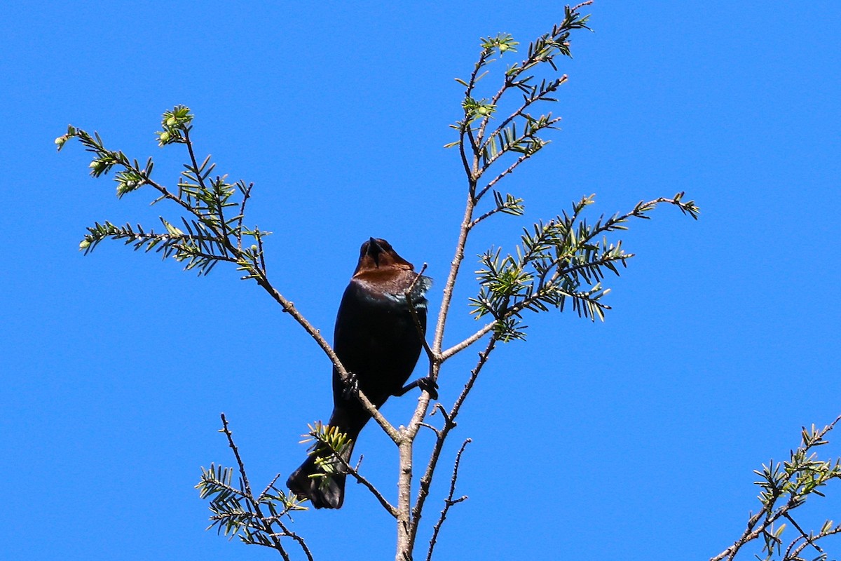 Brown-headed Cowbird - ML634765852