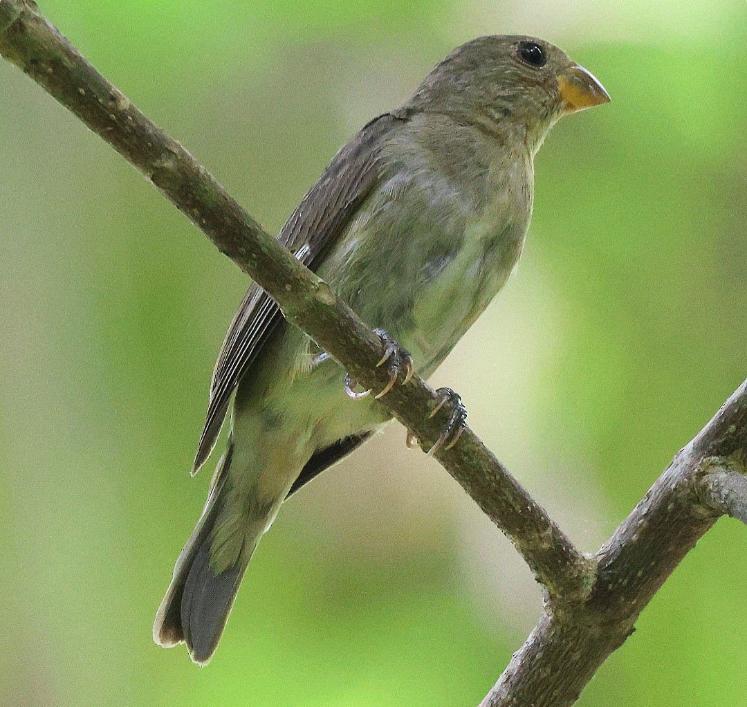 Slate-colored Seedeater - ML634765973