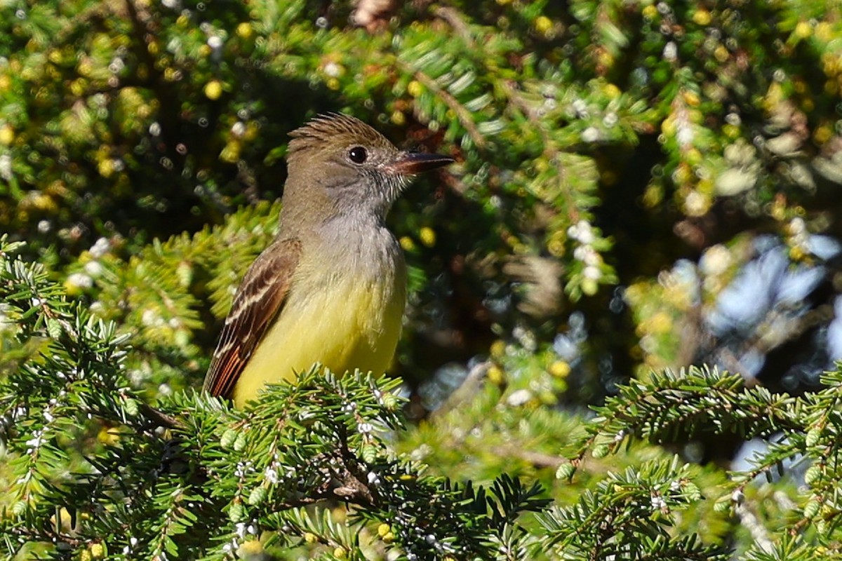 Great Crested Flycatcher - ML634766075