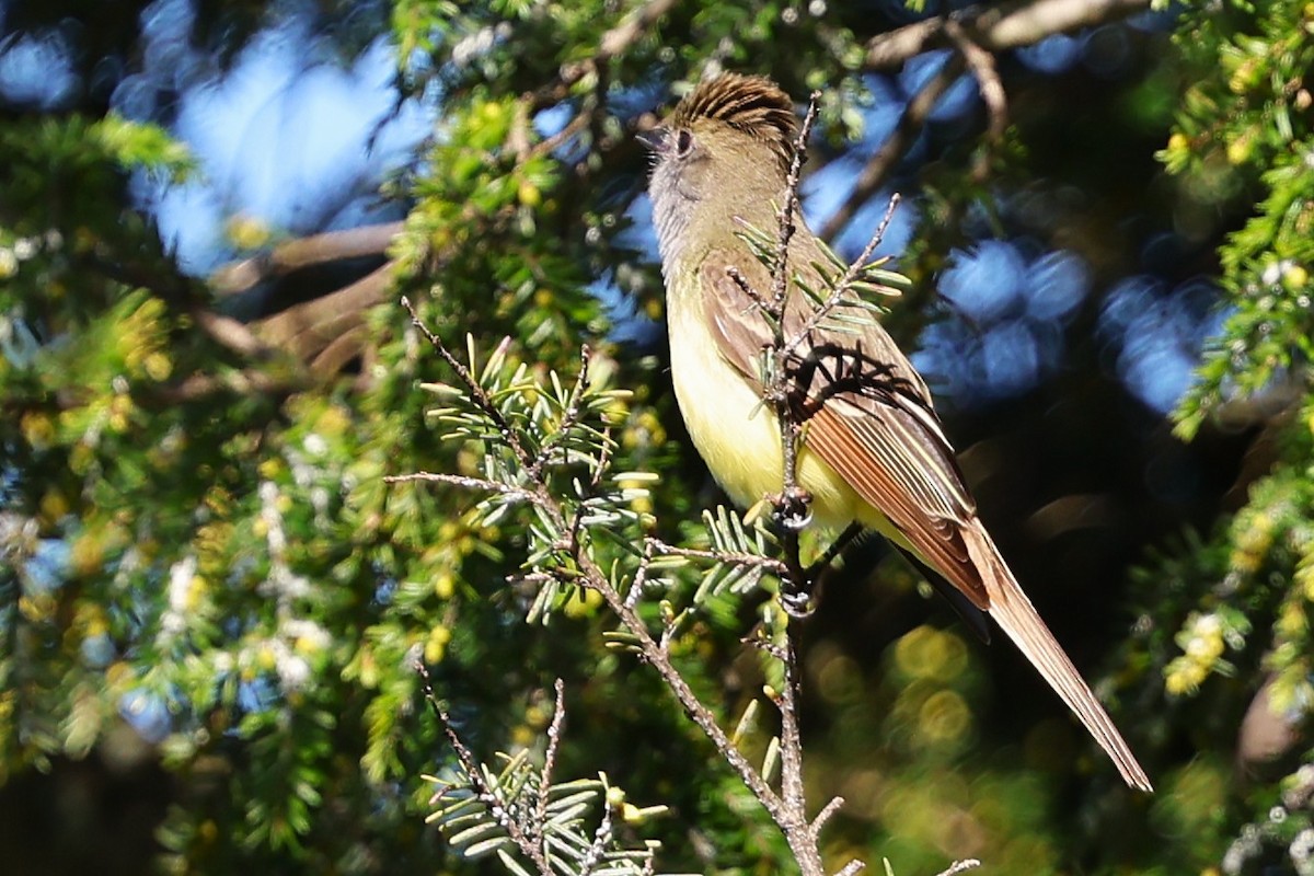 Great Crested Flycatcher - ML634766113