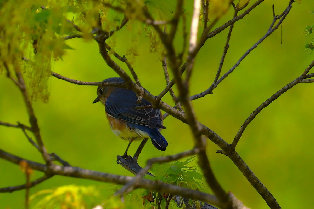 Eastern Bluebird - ML634766150