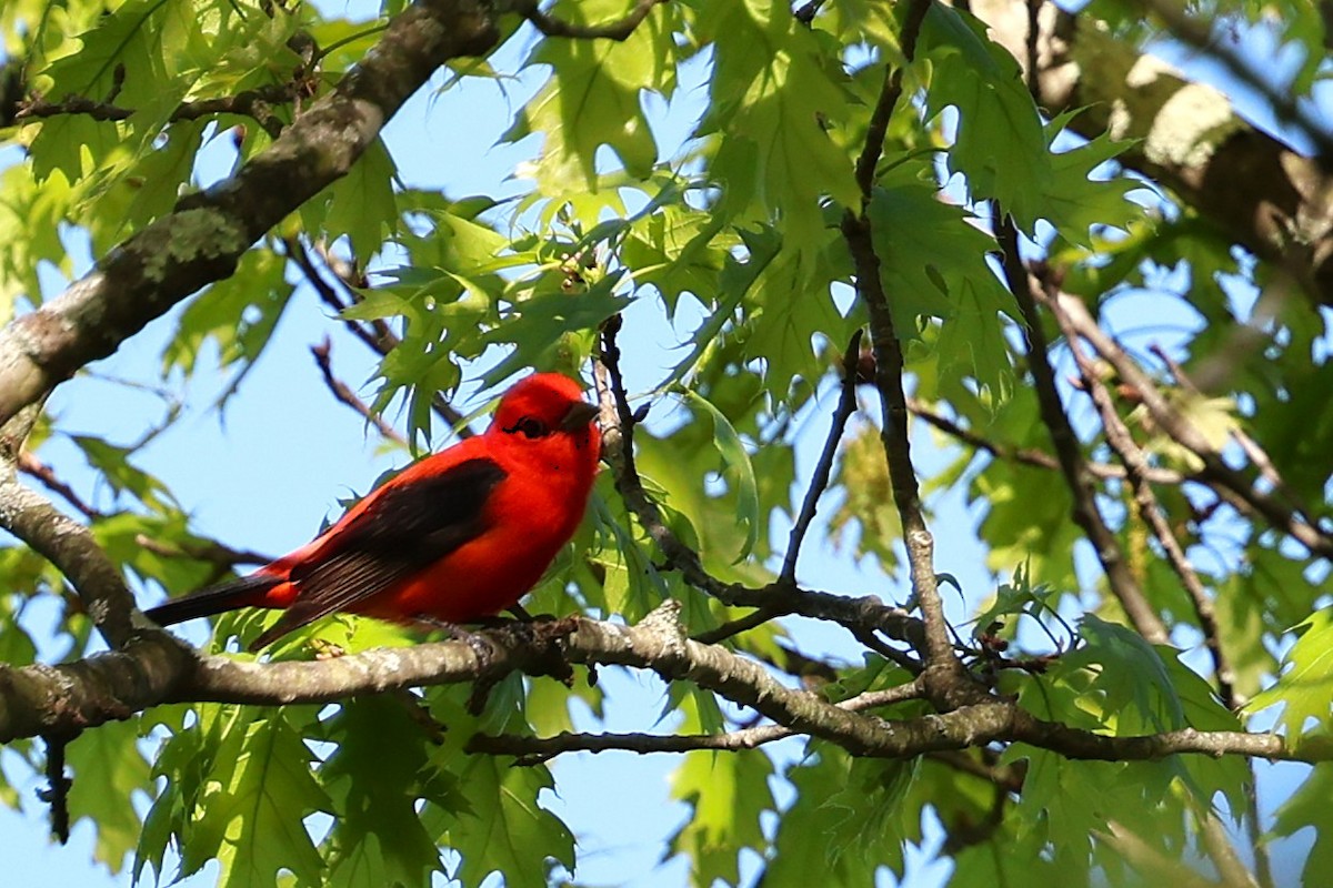 Scarlet Tanager - ML634766189
