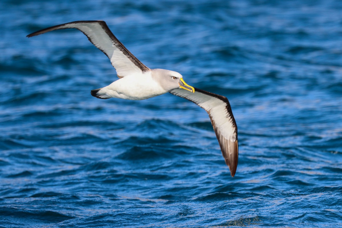 Buller's Albatross - ML634766236