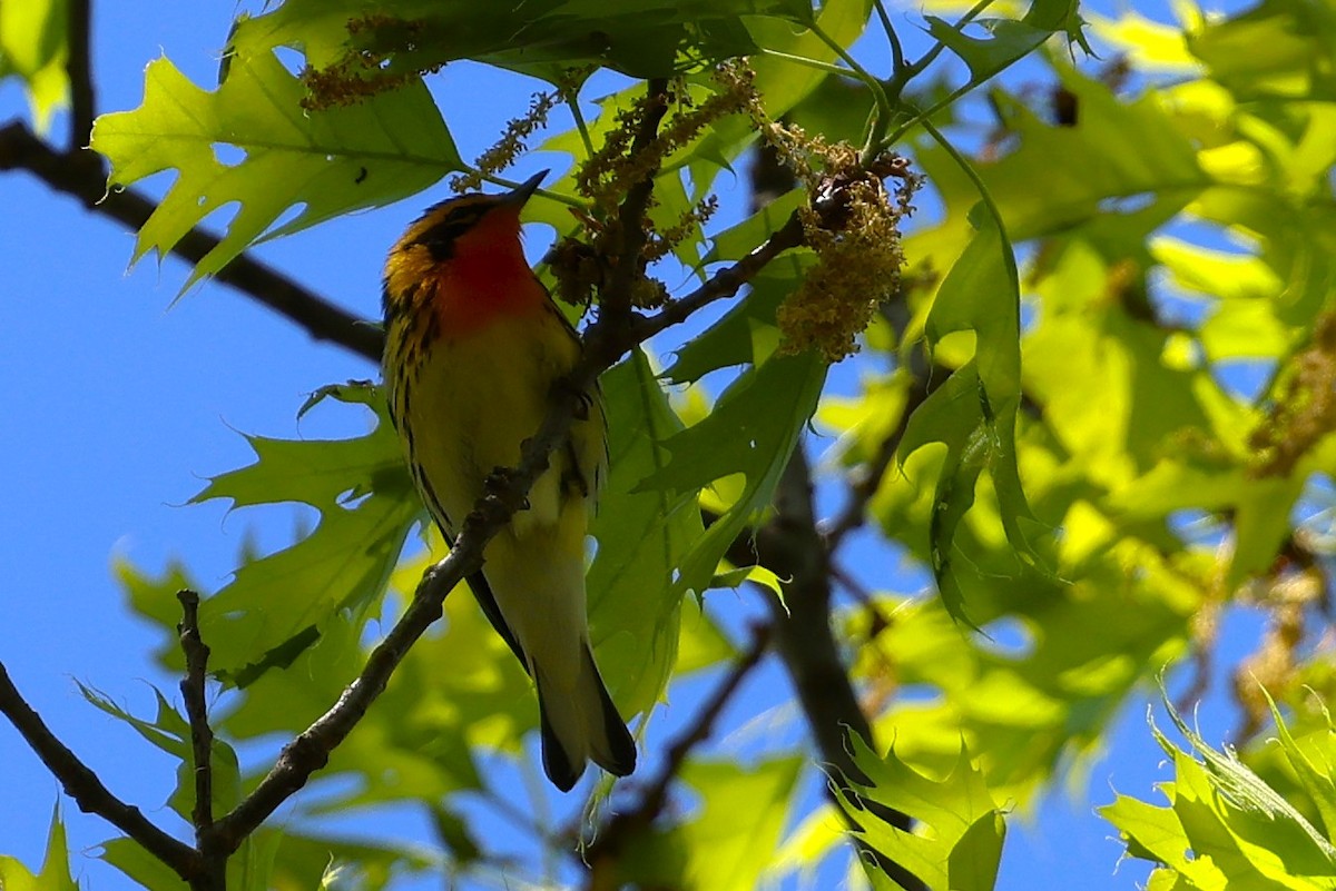 Blackburnian Warbler - ML634766313