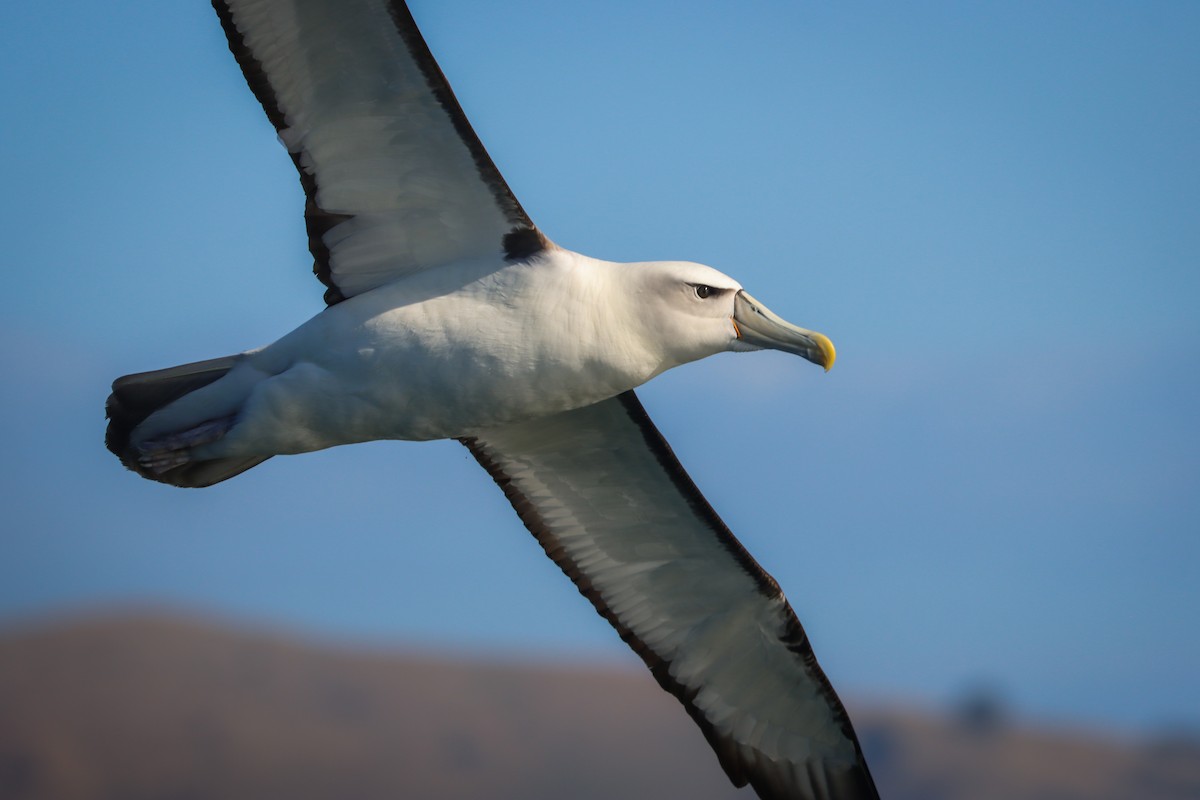 White-capped Albatross - ML634766400