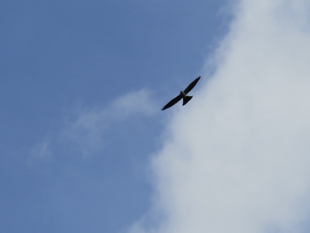Mississippi Kite - ML634766406