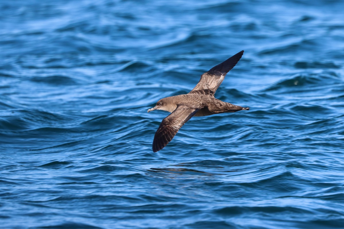 Sooty Shearwater - ML634766407