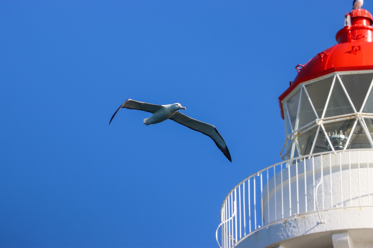 Northern Royal Albatross - ML634766427